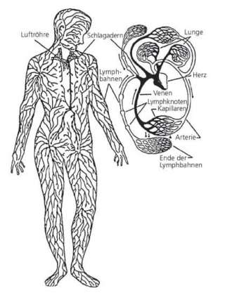 Lymphsystem und Herzkreislaufsystem