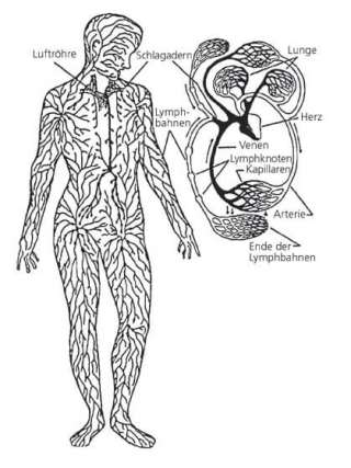 grafik lymphzirkulation trampolin-shop
